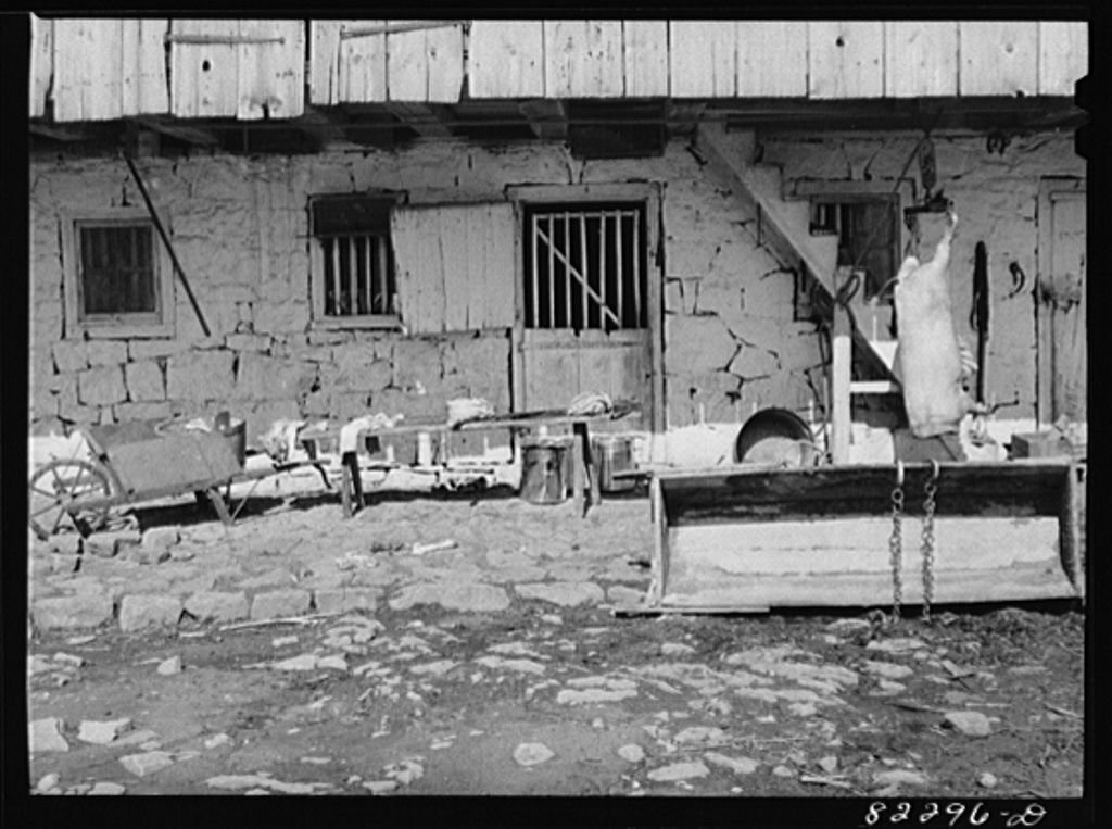 farm13 butchering pork on a Mennonite farm 1942.jpg